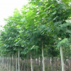 供应 山东法国梧桐 供应速生法桐小苗 规格齐全法桐树苗 1年苗3——5CM