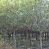 诚益苗木基地供应4-8CM红叶石楠等园林绿化苗木 品质优 树型好