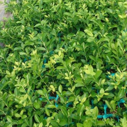 优质脱毒蓝莓苗木 组培苗绝非扦插苗自带营养钵蓝莓树苗