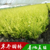 金叶榆批发金叶榆 园林庭院绿化金叶榆苗 小区行道景观金叶榆苗