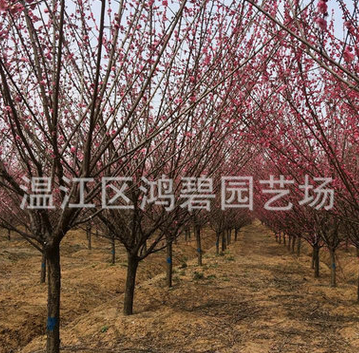 基地提供 红梅树 红梅树苗 红梅盆栽 成活率高