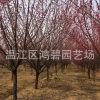 基地提供 红梅树 红梅树苗 红梅盆栽 成活率高