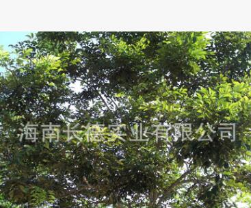 海南热带绿化苗木——黄花梨