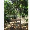 海南绿化苗木——九里香