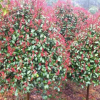 安徽有红叶石楠出售