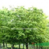 2015年安徽*大朴树基地，优质朴树供应商，*便宜朴树价格