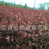 供应红叶石楠篱笆苗 高度1米以上 冠幅50至70厘米绿化苗木