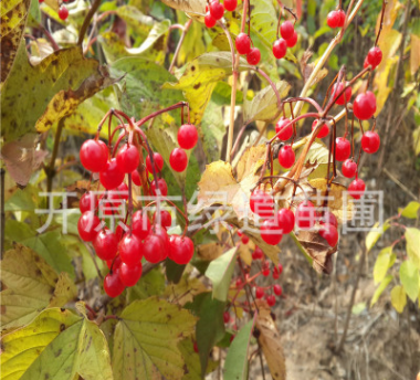 苗圃直销 天目琼花 鸡树条荚蒾 开原天目琼花价格 鸡树条价格走势