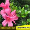 杜鹃花苗基地批发 庭院花卉植物 杜鹃花小苗 映山紅 规格齐全