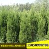 批发工程绿化苗木蜀桧小苗四季常青庭院绿篱植物蜀桧价格优