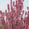 北美海棠 花卉 盆景 苗木种苗