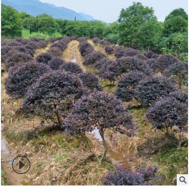 球形红色石楠灌木球形园林植物绿化苗 灌木露地常绿性灌丛植物