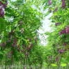 保定6—12公分香花槐批发销售 欲购从速