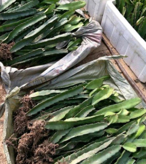 山东红心火龙果苗种植方法哪里有 火龙果苗种植技术裕农免费提供图3