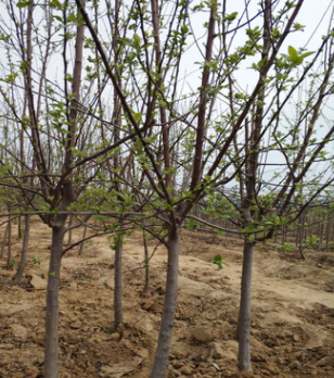 长期供应易管理苹果树苗 现挖现卖5公分以上成活率高的苹果苗图3