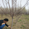 长期供应易管理苹果树苗 现挖现卖5公分以上成活率高的苹果苗