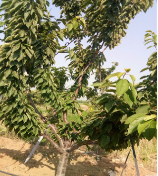 樱桃苗种植需要事项有哪些 1亩地种植多少颗吉塞拉樱桃树苗合适图3