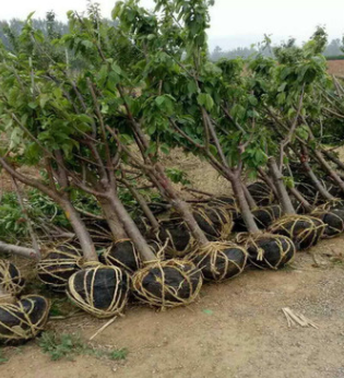 樱桃苗种植需要事项有哪些 1亩地种植多少颗吉塞拉樱桃树苗合适图2