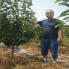 樱桃苗种植需要事项有哪些 1亩地种植多少颗吉塞拉樱桃树苗合适