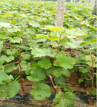 基地直销易管理葡萄苗 质优价廉抗病性强高质量葡萄苗 价格合理图2