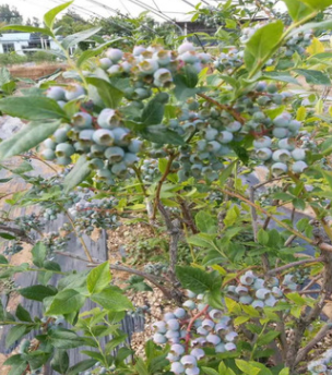 蓝莓苗的种植方法PH值的范围 裕农20年专业培育适应南北方蓝莓苗图2