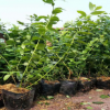 蓝莓苗的种植方法PH值的范围 裕农20年专业培育适应南北方蓝莓苗