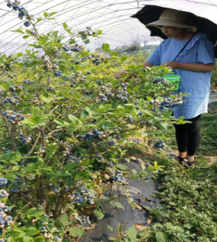 蓝莓苗的种植方法PH值的范围 裕农20年专业培育适应南北方蓝莓苗图3