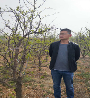 枣树苗几月份成熟 专注培育产量高沾化冬枣苗 5~10公分冬枣树苗图3