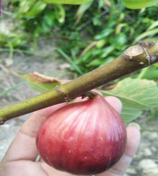 基地批发销售无花果苗 波姬红无花果苗 现挖现卖 量大优惠图2