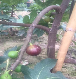 基地批发销售无花果苗 波姬红无花果苗 现挖现卖 量大优惠图3