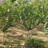 基地批发嫁接杏树苗 免费提供技术 量大优惠 泰安杏树苗价格