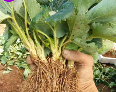 基地批发草莓苗 品种齐全 红颜草莓苗 章姬草莓苗 价格优惠图2