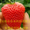基地批发草莓苗 品种齐全 红颜草莓苗 章姬草莓苗 价格优惠