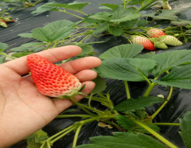 基地批发草莓苗 品种齐全 红颜草莓苗 章姬草莓苗 价格优惠图3