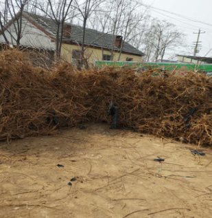 山东苗圃基地大量供应桃树苗 黄金脆桃树苗嫁接5公分土球发货图2
