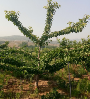 黑珍珠樱桃苗种植免费技术提供 嫁接樱桃苗规格多 5公分樱桃苗图2