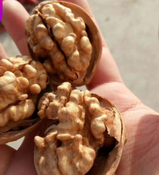 核桃苗对环境的要求 薄皮核桃苗喜温 8518核桃苗结果早 量大优惠图2