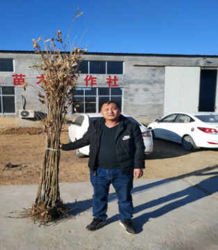 板栗苗哪里有 泰安裕农来帮你选择品种板栗苗 量大优惠图3