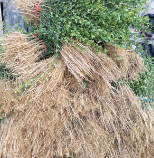 嫁接使用枸橘苗哪里有 果园围墙防护好品种枳壳苗价格低当天发货图2
