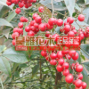 批发林木种子 红豆种子 别称相思红豆 当年新种 出苗率高