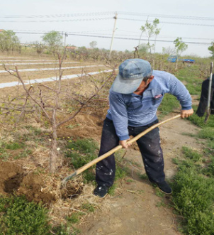 常年供应1~15公分枣树苗 免费提供种植技术 冬枣树苗种植与管理