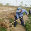 常年供应1~15公分枣树苗 免费提供种植技术 冬枣树苗种植与管理