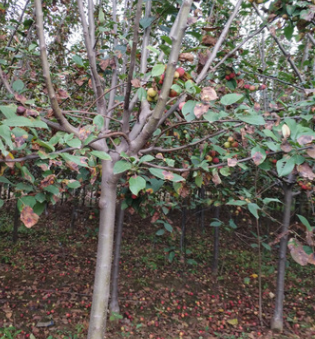 批量供应海棠树苗 抗病性强易管理无虫害海棠树苗 量大价优图2