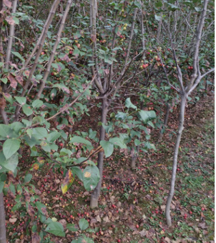 批量供应海棠树苗 抗病性强易管理无虫害海棠树苗 量大价优图3