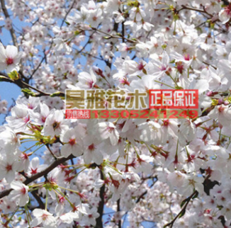 批发优质林木种子 樱花种子 日本樱花种子 单樱种子 发芽率高