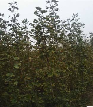 批发出售银杏树 各种规格银杏树价格 现挖现卖银杏树 风景树图3
