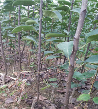 山东裕农苗圃供应红梨树苗 红酥梨树苗定金起苗 免费提供技术图3