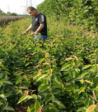 山东裕农苗圃供应红梨树苗 红酥梨树苗定金起苗 免费提供技术