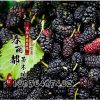 批发桑葚苗桑树苗果树苗庭院盆栽果树当年结果农家乐采摘园用苗