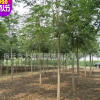 供应各种工程苗木椿树 花卉 基地直销 优质 臭椿规格齐全